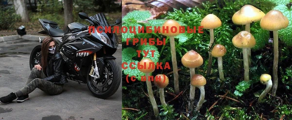 прущие грибы Наволоки
