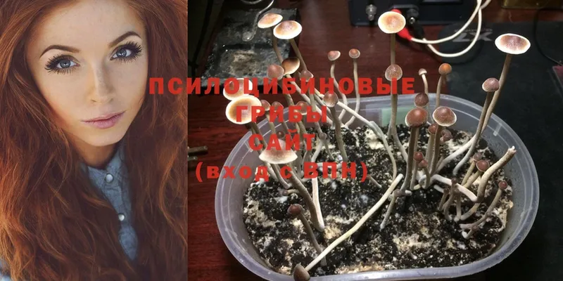 Псилоцибиновые грибы Psilocybine cubensis  Котово 